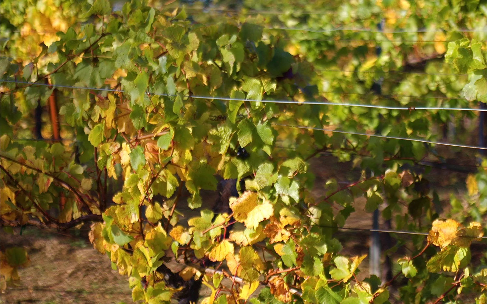 Pinot Noir grapevines in mid-October showing ripe grapes on the vine